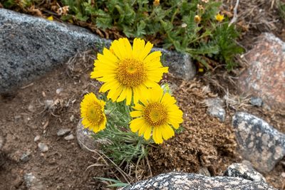 Hymenoxys grandiflora, photographed by Bob Walker