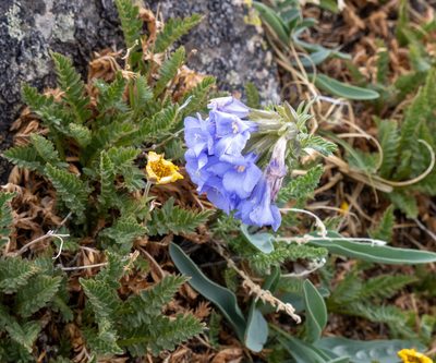 Polemonium viscosum, photographed by Bob Walker