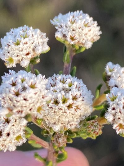 Phylica nigrita, photographed by Dave U