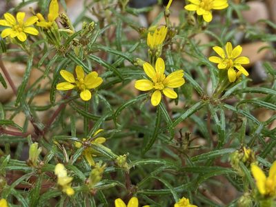 Pectis angustifolia, photographed by Reid Hardin