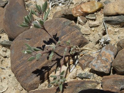 Loeseliastrum depressum, photographed by Jim Morefield