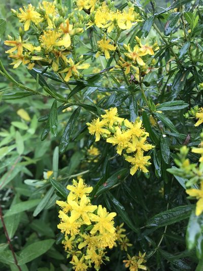 Hypericum densiflorum, photographed by Dan Wilder