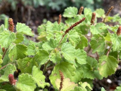 Acalypha monostachya, photographed by Reid Hardin