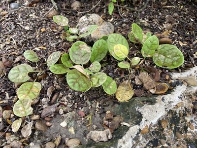 Acleisanthes anisophylla, photographed by Reid Hardin