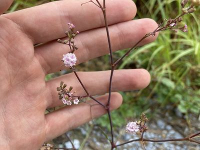 Boerhavia erecta, photographed by Reid Hardin