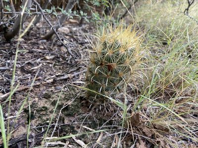 Sclerocactus scheeri, photographed by Reid Hardin