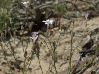 Aliciella hutchinsifolia, photographed by Jim Morefield