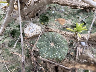 Astrophytum asterias, photographed by Reid Hardin