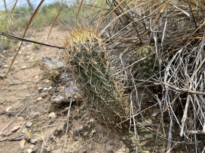 Sclerocactus scheeri, photographed by Reid Hardin