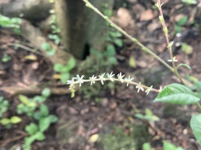 Petiveria alliacea, photographed by Lauren Gillett