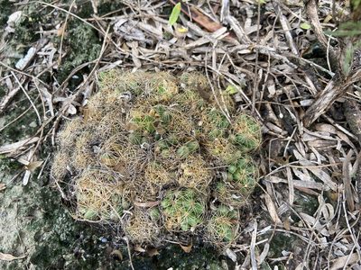 Mammillaria sphaerica, photographed by Reid Hardin