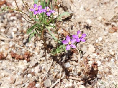 Spergularia purpurea, photographed by Rafael Medina