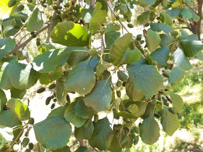 Alnus lusitanica, photographed by Rafael Medina