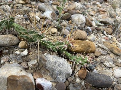 Grusonia schottii, photographed by Reid Hardin