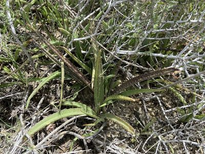 Agave longiflora, photographed by Reid Hardin