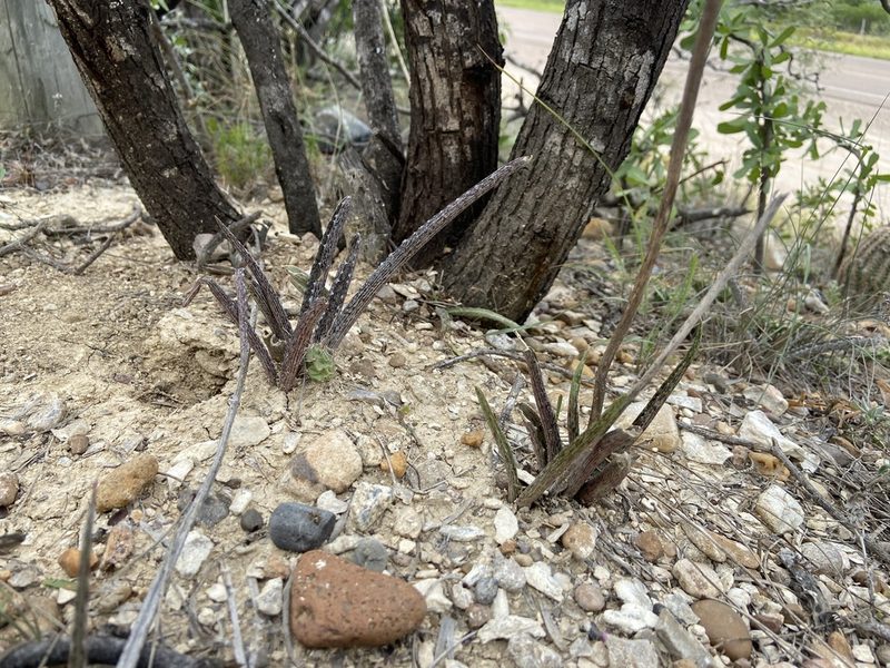 Agave longiflora, photographed by Reid Hardin