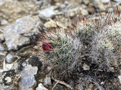 Pelecyphora emskoetteriana, photographed by Reid Hardin