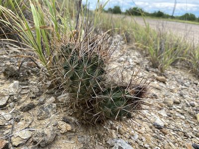 Sclerocactus scheeri, photographed by Reid Hardin