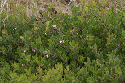 Arctostaphylos franciscana, photographed by Arvel Hernandez