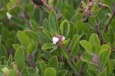 Arctostaphylos franciscana, photographed by Arvel Hernandez