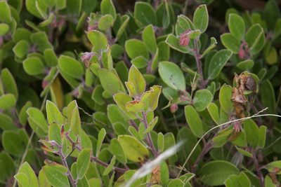 Arctostaphylos franciscana, photographed by Arvel Hernandez