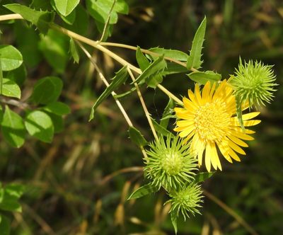 Grindelia lanceolata, photographed by saltyhiker