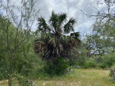 Sabal mexicana, photographed by Reid Hardin
