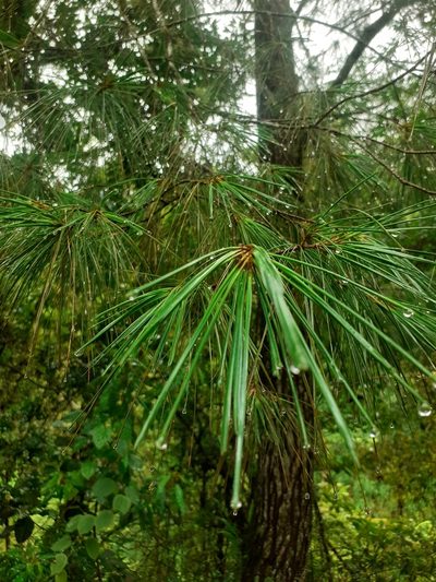 Pinus chiapensis, photographed by Jalil R.