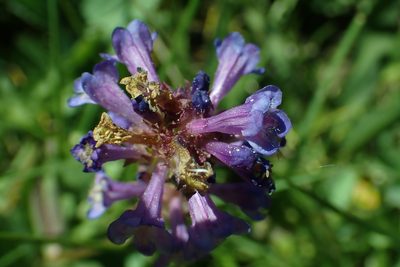 Penstemon heterodoxus