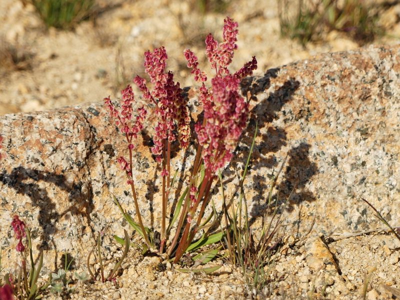 Rumex paucifolius, photographed by rjs