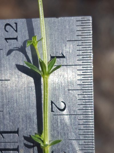 Trichogalium microphyllum, photographed by Alex Abair
