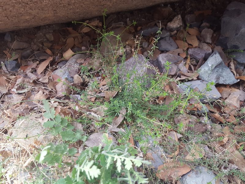 Trichogalium microphyllum, photographed by Alex Abair