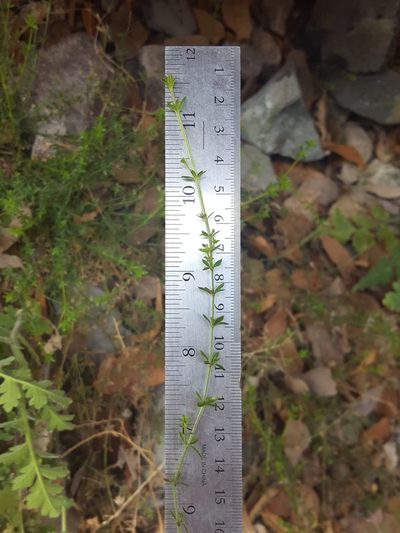 Trichogalium microphyllum, photographed by Alex Abair