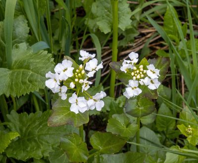 Cardamine cordifolia, photographed by Bob Walker