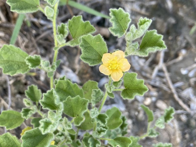 Billieturnera helleri, photographed by Reid Hardin