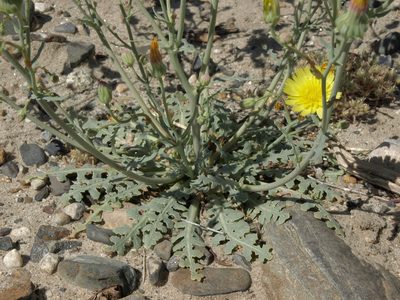 Malacothrix sonchoides, photographed by Jim Morefield