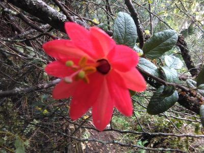 Passiflora adulterina, photographed by GERMAN LEONEL SARMIENTO CRUZ