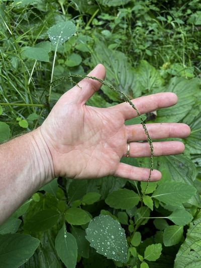 Glyceria melicaria, photographed by Summit Metro Parks