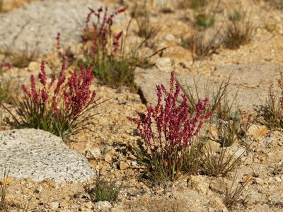 Rumex paucifolius, photographed by rjs