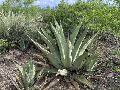 Agave asperrima, photographed by Reid Hardin