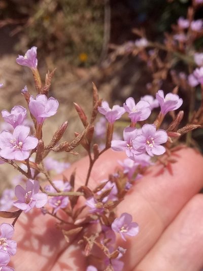Limonium spathulatum, photographed by Karim Haddad