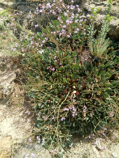 Limonium spathulatum, photographed by Karim Haddad