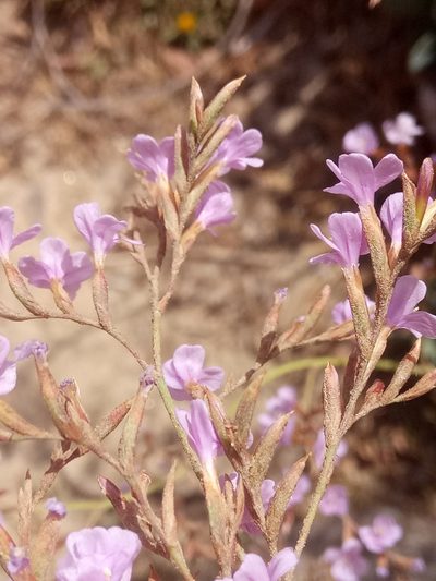 Limonium spathulatum, photographed by Karim Haddad
