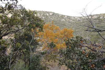 Combretum zeyheri, photographed by Tony Rebelo