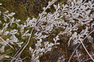 Selaginella dregei, photographed by Tony Rebelo