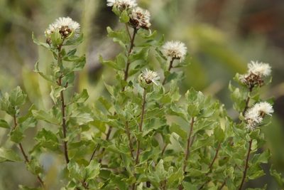 Gymnanthemum triflorum, photographed by Tony Rebelo
