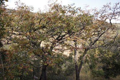 Pterocarpus angolensis, photographed by Tony Rebelo
