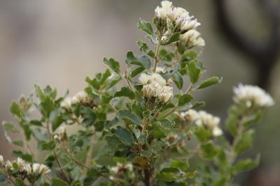 Gymnanthemum triflorum, photographed by Tony Rebelo