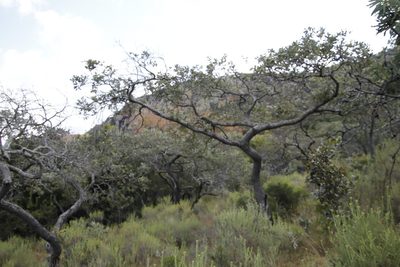 Parinari curatellifolia, photographed by Tony Rebelo