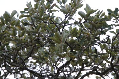 Parinari curatellifolia, photographed by Tony Rebelo